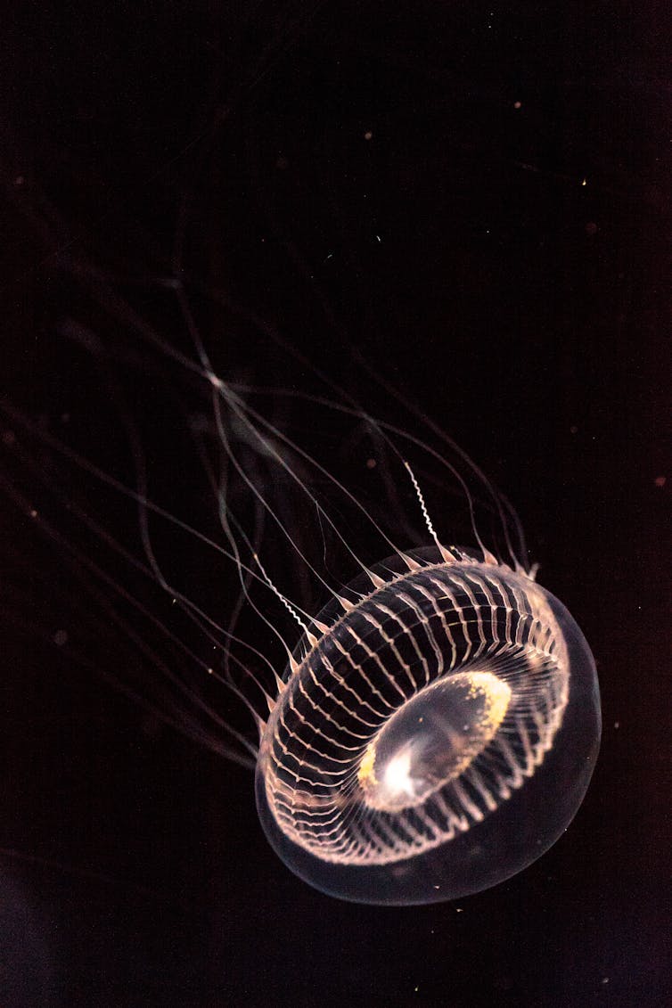 Crystal jelly Aequorea victoria