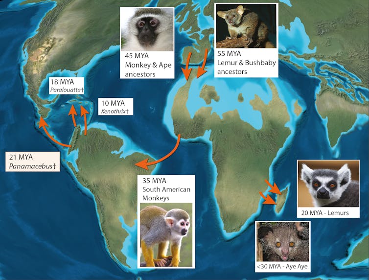 A map of ocean crossings made by primates