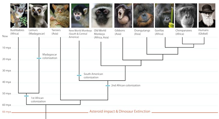 Evolutionary tree showing primates and their geographic distributions