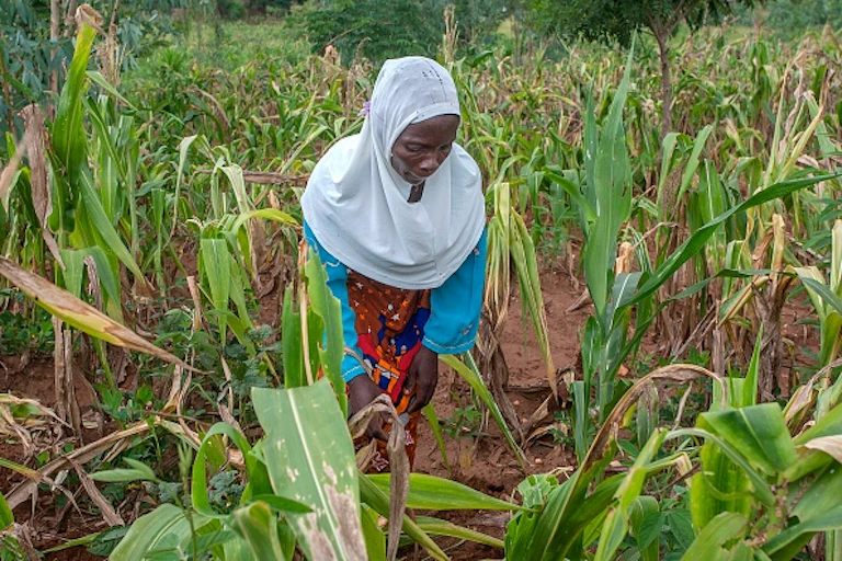 Woman in maize field
