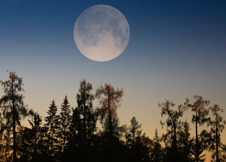 A full moon above trees.