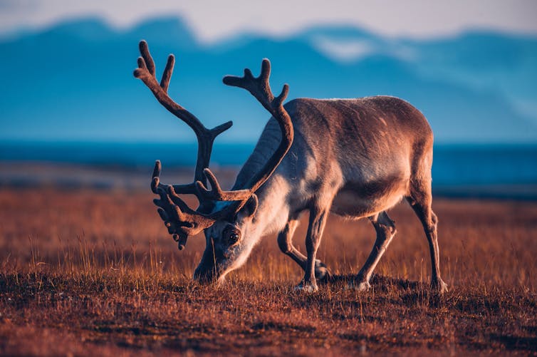 A reindeer noses the grass on an Arctic plain in summer.