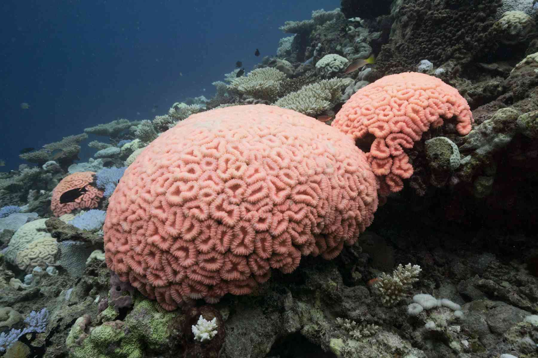 Кораллы Бразилия