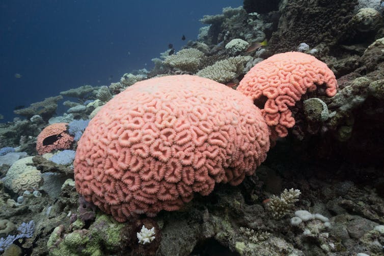 Two bright pink coral mounds