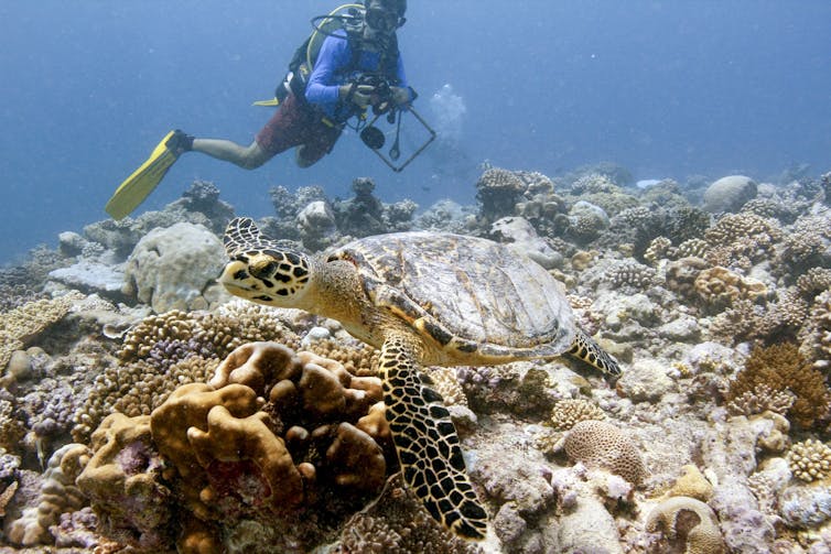 Mergulhador com grande tartaruga marinha nadando sobre corais.