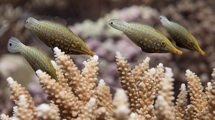 Fish among coral branches