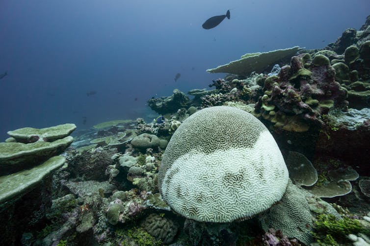 Uma grande estrutura de coral em forma de cogumelo, metade dela tornou-se branca por causa do branqueamento