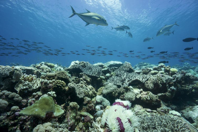 Peixes grandes e cardumes de peixes nadando acima do recife