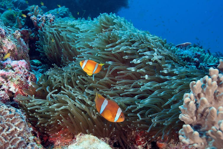 Dois peixes laranja brilhante com faixas brancas passam por uma anêmona