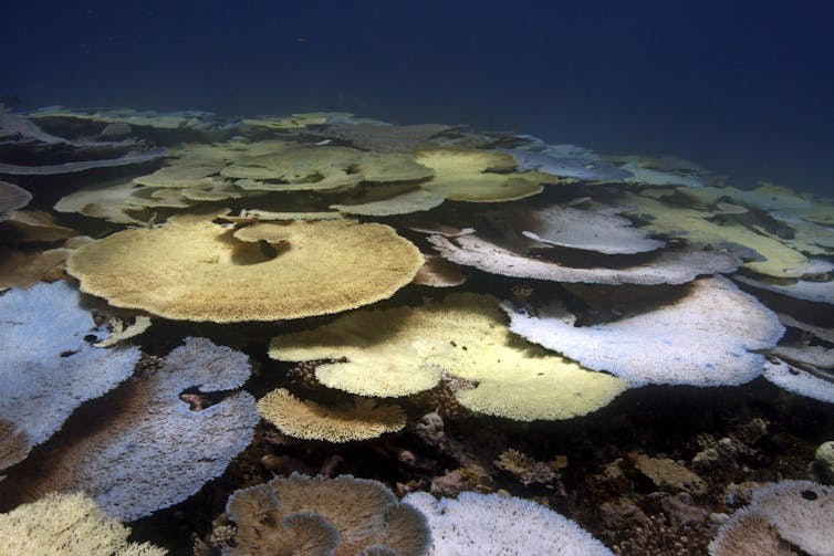Corais planos ficando brancos à medida que branqueiam