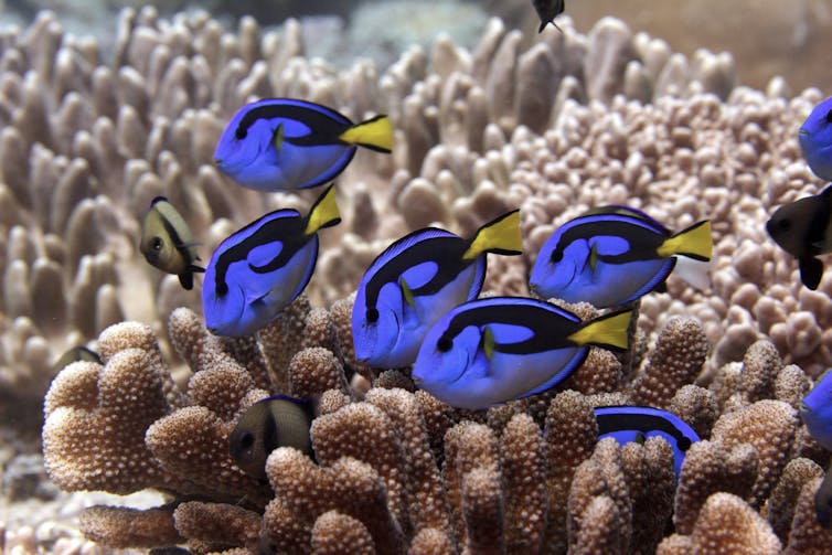 Brilliant blue fish swim in a coral reef