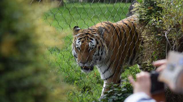 A tiger behind a chain-link fence as someone takes a photo.
