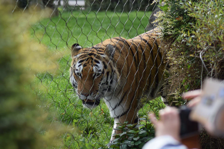 A tiger behind a chain-link fence as someone takes a photo.