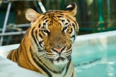 A captive tiger sits by a pool.