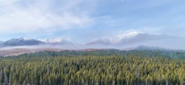 pine forest with mountains in distance