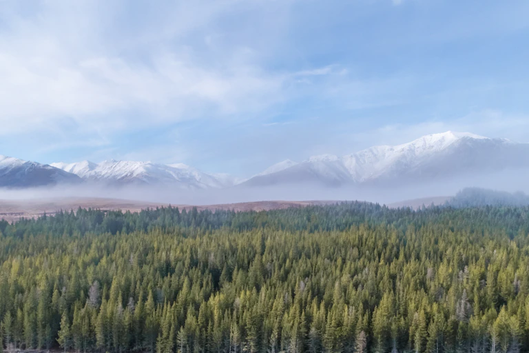 pine forest with mountains in distance