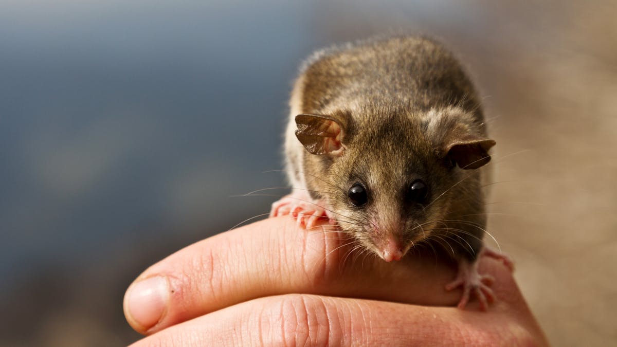 Meet 5 of Australia's tiniest mammals, who tread a tightrope between life  and death every night