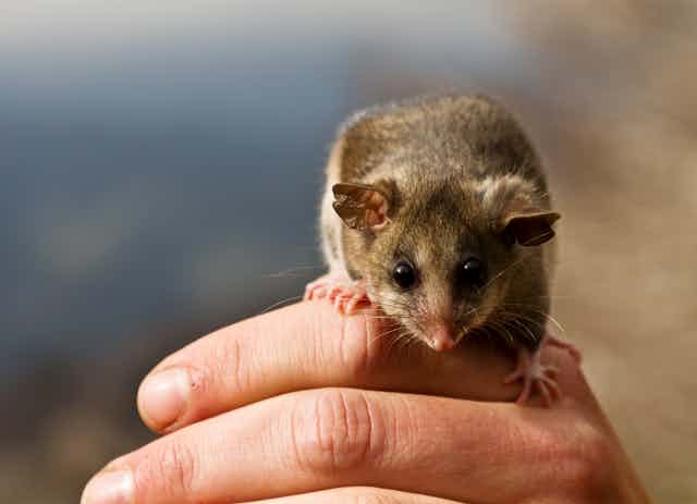 Pygmy possum crawling on a hand