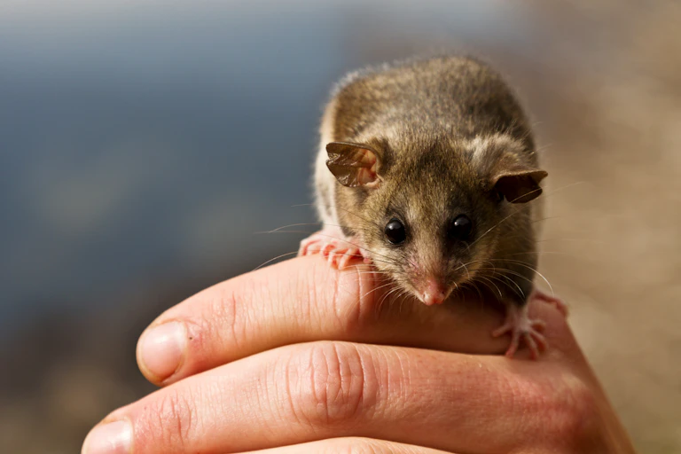 Pygmy possum crawling on a hand