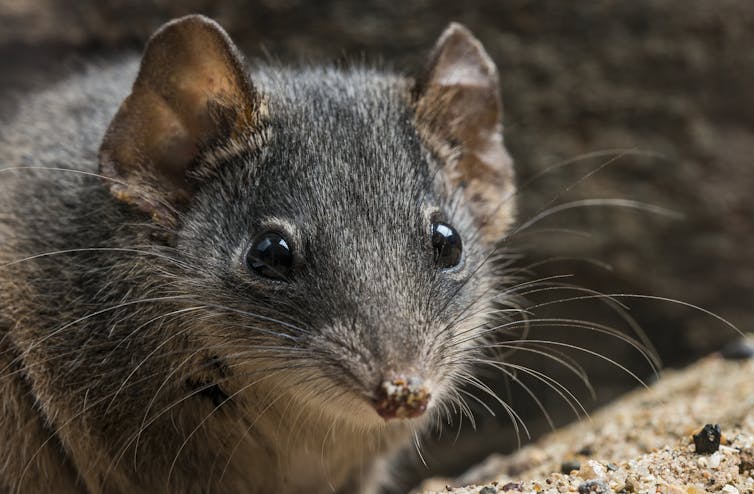 Meet 5 of Australia’s tiniest mammals, who tread a tightrope between life and death every night