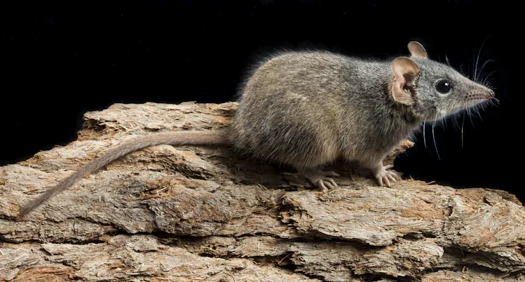 Profile of the silver-headed antechinus