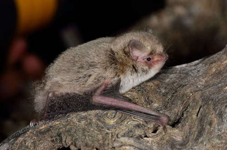 Profile of the little forest-bat