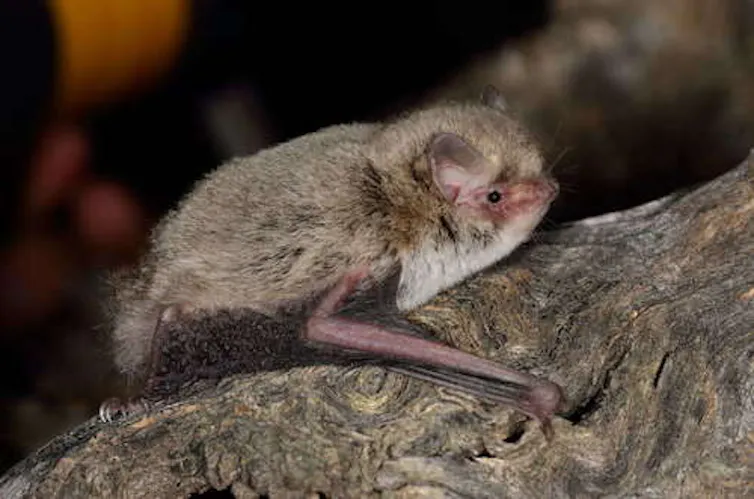 Profile of the little forest-bat
