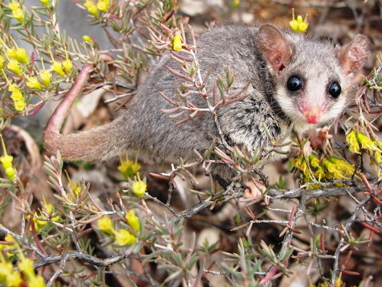 Mountain pygmy possum in bush