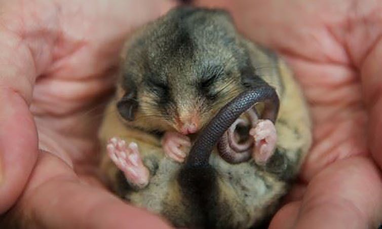 A pygmy possum curled up in a human palm