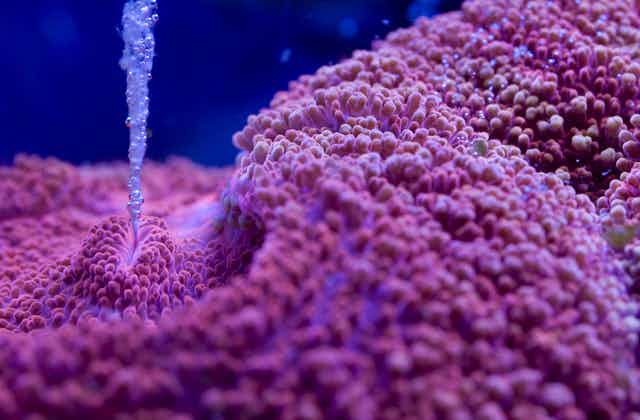 This is picture of a red Lobophyllia brain coral eating