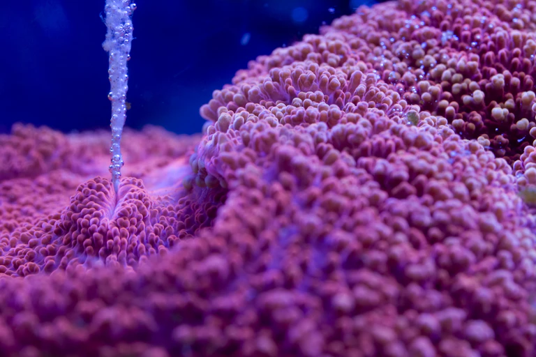 This is picture of a red Lobophyllia brain coral eating