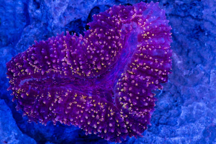 How lobed brain corals are helping solve the mystery of what general anaesthesia does to the brain