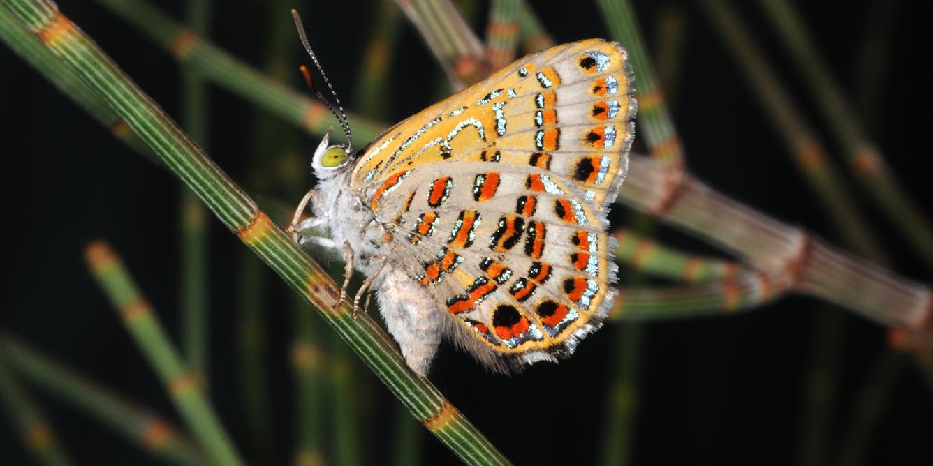 Scientists identify which butterflies are most at risk as the