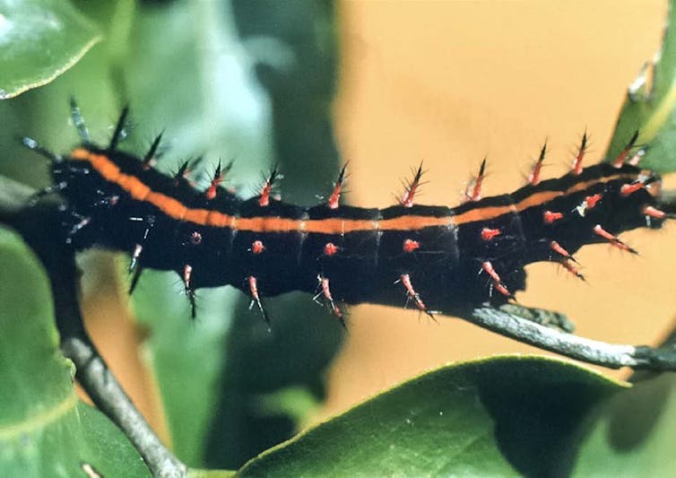 Black caterpillar