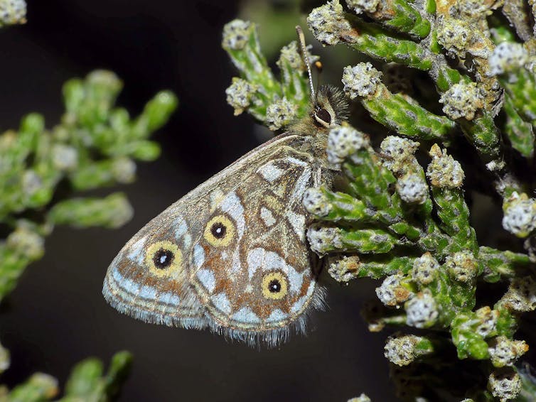 Next time you see a butterfly, treasure the memory: scientists raise alarm on these 26 species