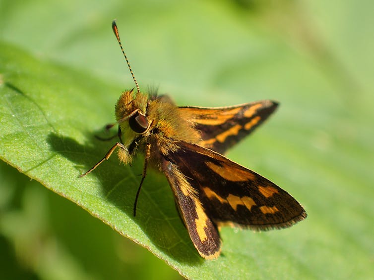 Orange and black butterfly on a green leaf