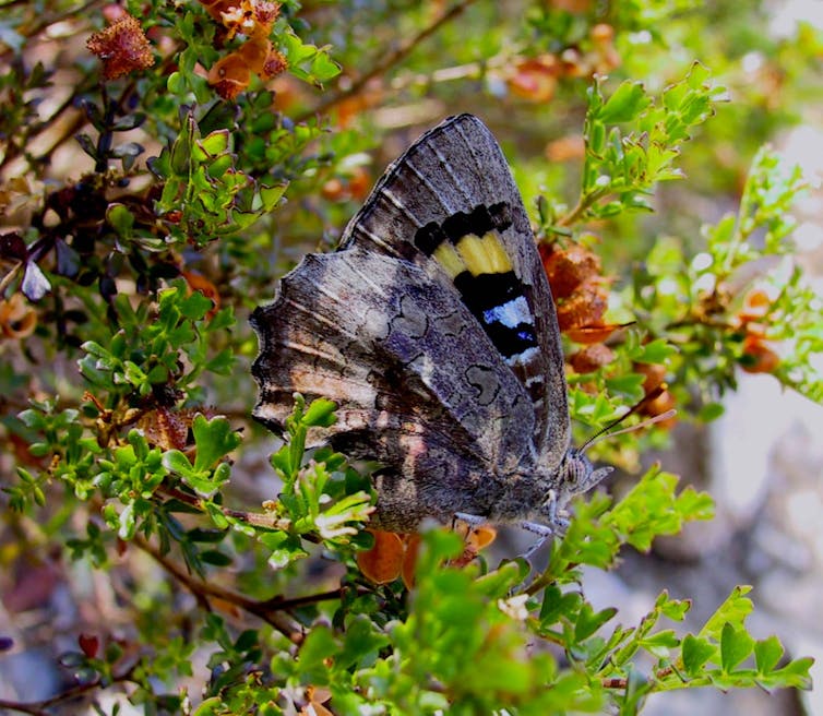 Next time you see a butterfly, treasure the memory: scientists raise alarm on these 26 species