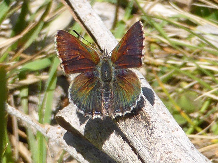 Brown and green butterfly on a log