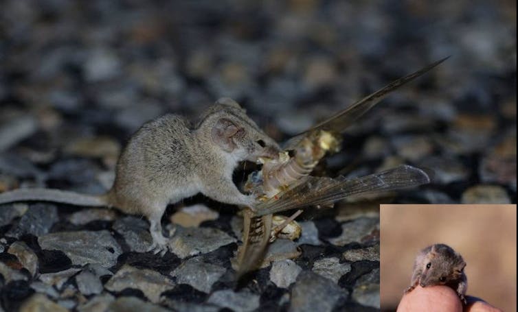 Meet 5 of Australia’s tiniest mammals, who tread a tightrope between life and death every night