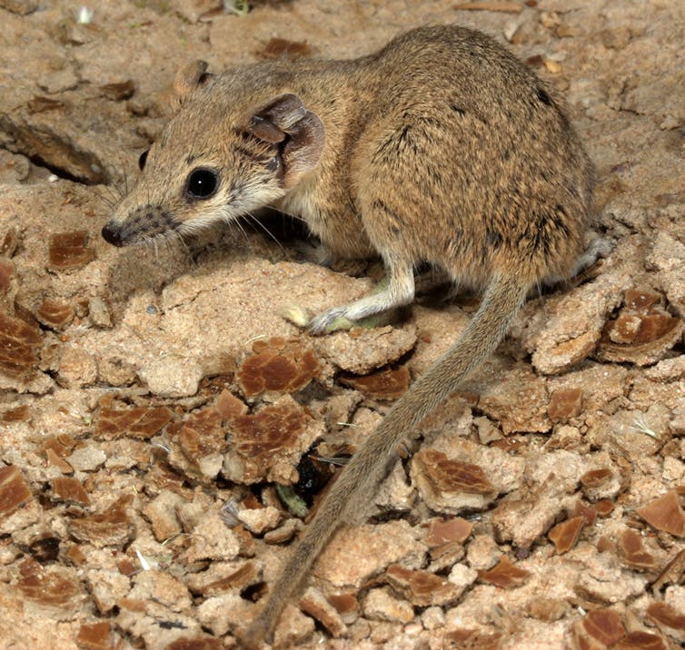 Long-tailed planigale