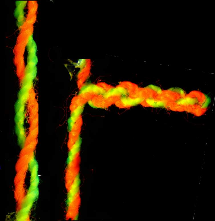 An untwisted fibre (left) and the supercoiled version (right). Image via Geoff Spinks, author provided