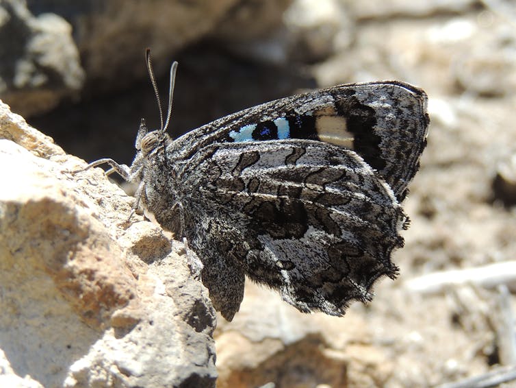 Grey butterfly on a rock