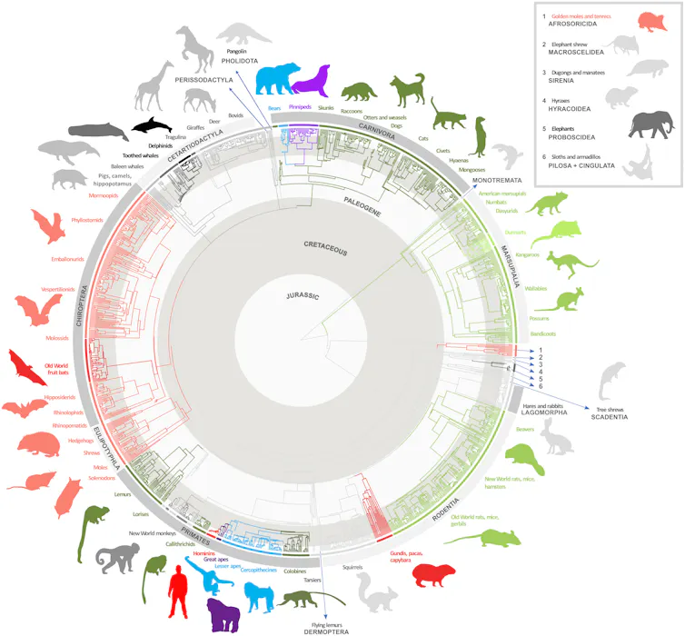 Evolutionary tree of mammals and brain sizes
