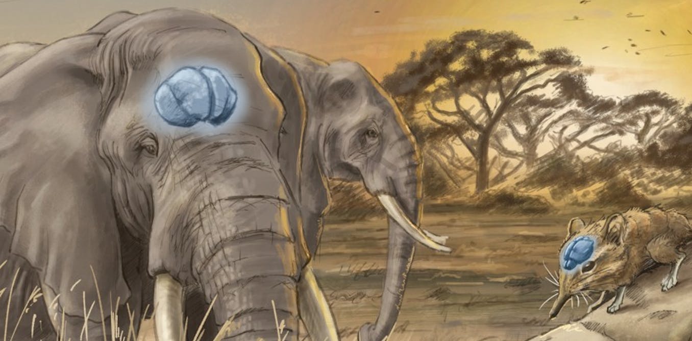 Mammals’ brains: new research shows bigger doesn’t always mean smarter