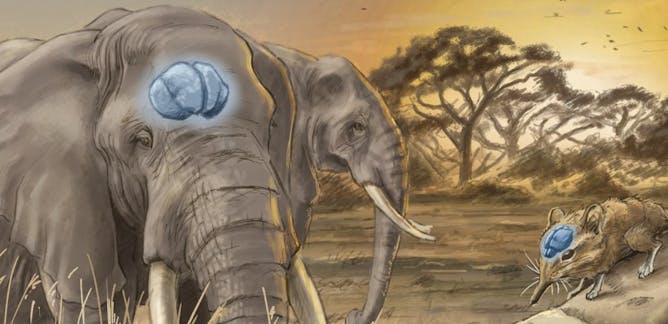 Elephants Information Recherche Et Analyse The Conversation France Page 1
