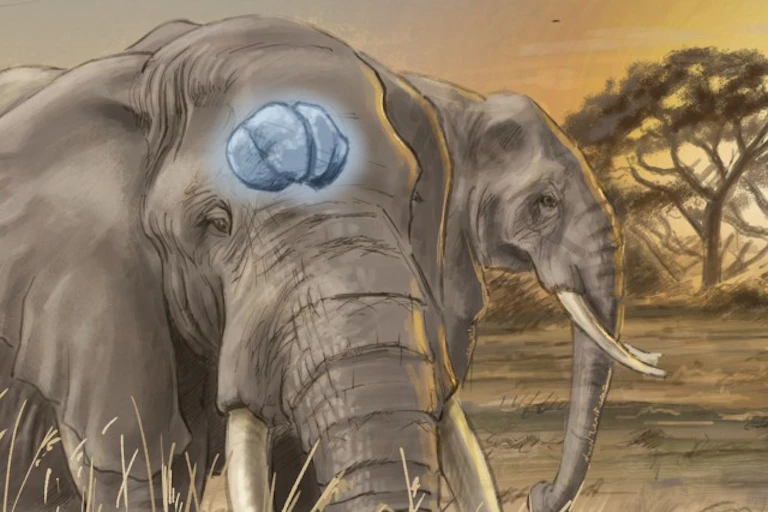Illustration of elephants' large brain and shrews' small one.