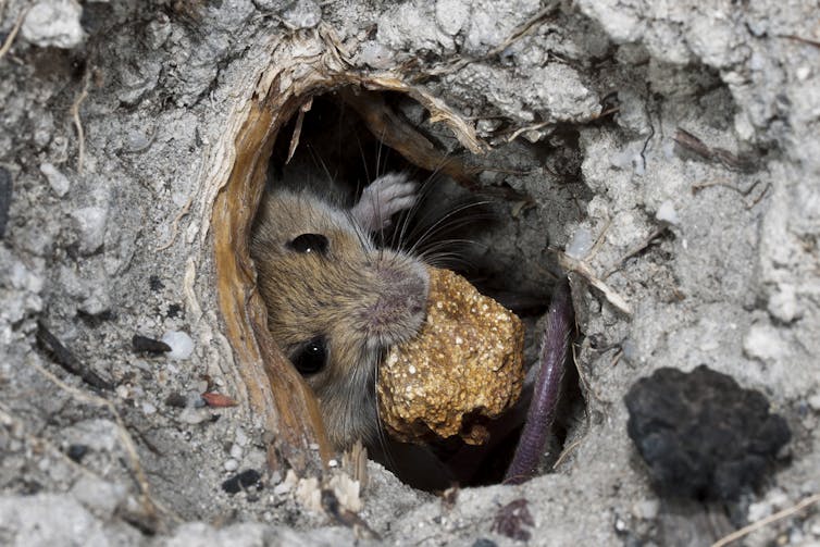 Eastern pebble mouse with a pebble in its mouth