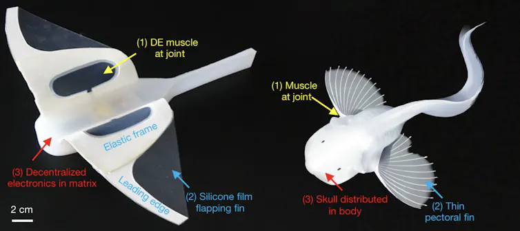 A diagram showing the robot on the left, with the snailfish that inspired it on the right.