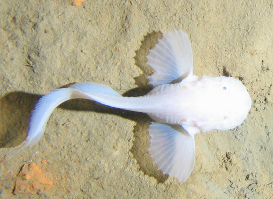 A picture of a snailfish, the deepest living fish, from above.