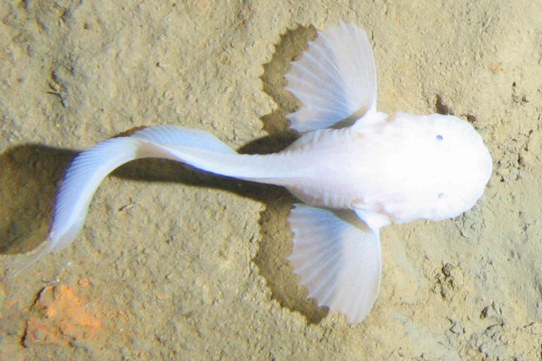 A picture of a snailfish, the deepest living fish, from above.